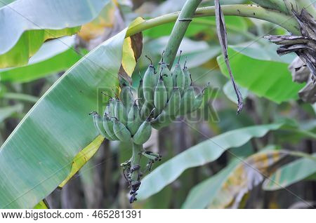 Banana ,banana Seed Or Cultivated Banana Or Banana Plant Or Musa Sapientum Linn Plant