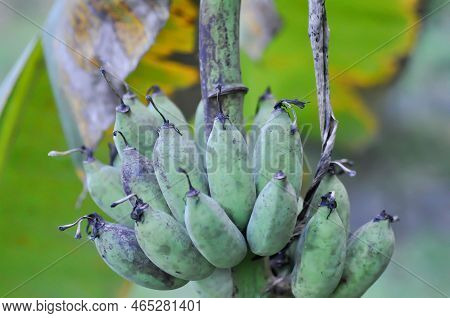 Banana ,banana Seed Or Cultivated Banana Or Banana Plant Or Musa Sapientum Linn Plant