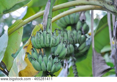 Banana ,banana Seed Or Cultivated Banana Or Banana Plant Or Musa Sapientum Linn Plant