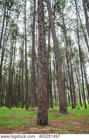 Pine Trees Grow Nice And Tidy In Lines With Equal Spaces Between Lines In The Pine Trees Forest.