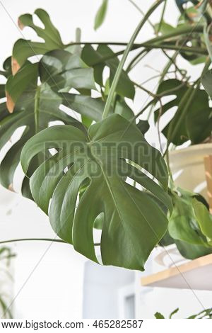 Beautiful Leaves Of Large Monstera Plant, Swiss Cheese Plant In A Pot In House. Green Home Decor. Ur