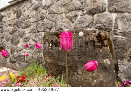 Wildhaus, Switzerland, May 5, 2022 Colorful Flowers Growing In A Bed In Spring Time