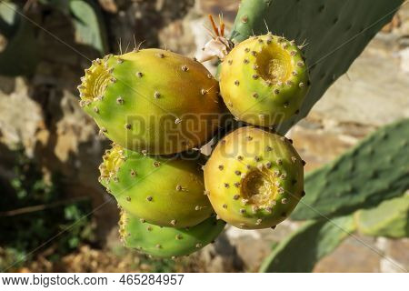 Image Closed Up Of Indian Fig Prickly Pear Cactus.