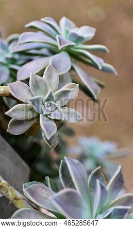 Graptograptopetalum Paraguayense Plants Seen From Above In Horizontal Format Illuminated By Bright L