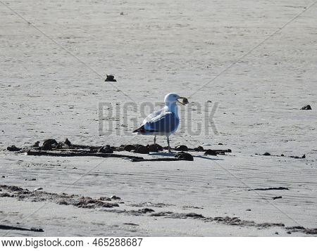 A Herring Gull Standing On A Beach, With A Clam In Its Beak, Sandy Hook Bay Area, Monmouth County, N