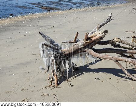 Unearthed Dead Tree Frozen On The Beach With Icicles, In Winter, At The Sandy Hook, Gateway National
