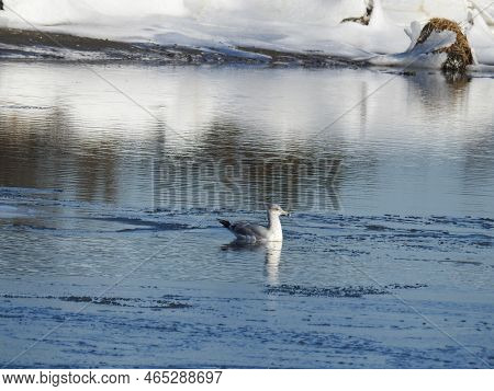 A Herring Gull Swimming In The Frigid Waters Of The Sandy Hook Bay, During The Winter Season, Monmou