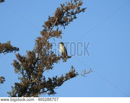 Yellow-rumped, Myrtle, Warbler, Perched In An Eastern Juniper, At The Sandy Hook, Gateway National R