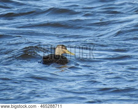 American Black Duck Swimming In The Waters Of The Sandy Hook Bay, Monmouth County, New Jersey.