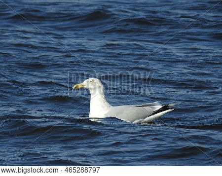 Herring Gull Swimming In The Dark Blue Waters Of The Sandy Hook Bay, Monmouth County, New Jersey.