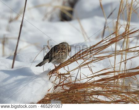 Song Sparrow Enjoying A Beautiful Winter Day On Assateague Island, Worcester County, Maryland.