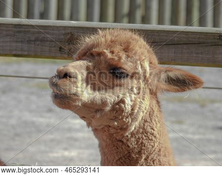 A Sweet Young Alpaca With An Underbite