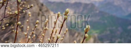 Banner, Long Format Breathtaking Panoramic View Of The Grlo Sokolovo Gorge In Montenegro. In The For