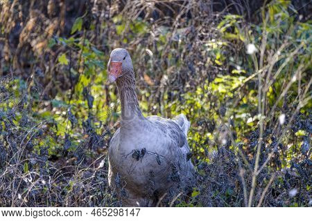 The American Buff Goose Is A Breed Of Domestic Goose Native To The United States