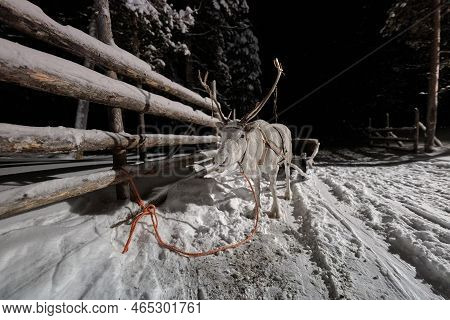 Reindeer Sledge In The Snow, Winter In Northern Finland