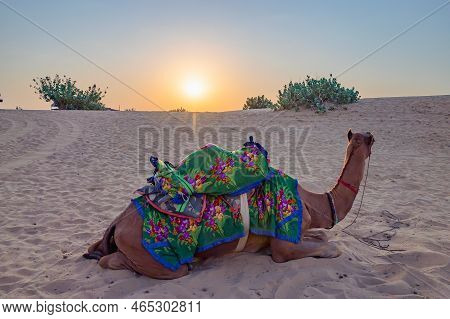 Sun Rising At The Horizon Of Thar Desert, Rajasthan, India. Dromedary, Dromedary Camel, Arabian Came