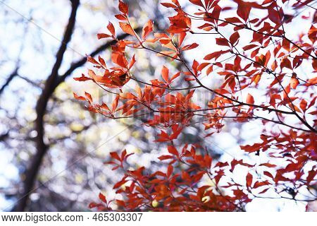 Autumn Leaves Of Enkianthus Perulatus (dodan-tsutsuji). Ericaceae Deciduous Shrub.a Plant Where You 