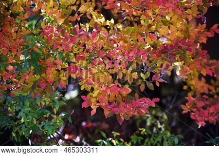 Autumn Leaves Of Enkianthus Perulatus (dodan-tsutsuji). Ericaceae Deciduous Shrub.a Plant Where You 