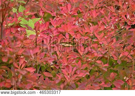 Autumn Leaves Of Enkianthus Perulatus (dodan-tsutsuji). Ericaceae Deciduous Shrub.a Plant Where You 