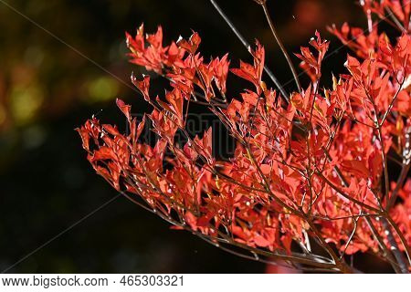Autumn Leaves Of Enkianthus Perulatus (dodan-tsutsuji). Ericaceae Deciduous Shrub.a Plant Where You 