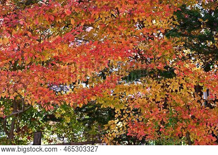 Autumn Leaves Of Enkianthus Perulatus (dodan-tsutsuji). Ericaceae Deciduous Shrub.a Plant Where You 