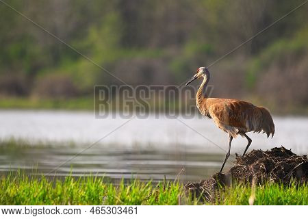 Horizontal Image Of An Adult Sandhill Crane (grus Canadensis) Descending A Mound Of Earth By Open Wa