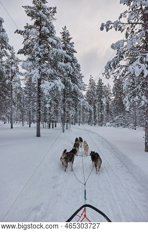 Dog Sled Ride Through Snowy Pine Forests Of Northern Finland, First Person Pov View