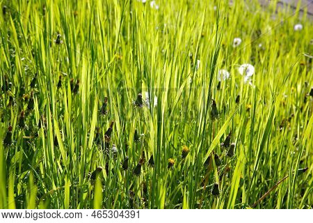 Vibrant Green Grass, Grassy Meadow Vivid Summer Background