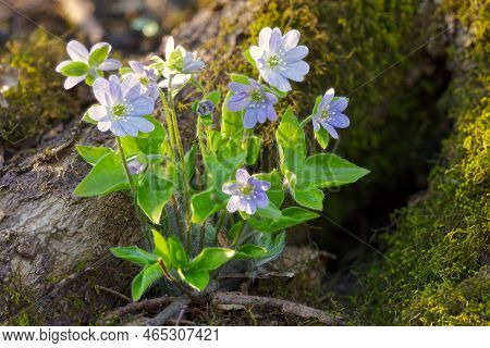 Horizontal Image Of A `light Blue Sharp-lobed Hepatica (hepatica Acutiloba) Plant Growing Beside The