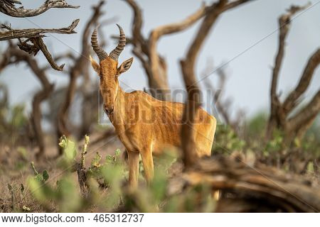 Lelwel Hartebeest Stands Watching Camera Through Bushes