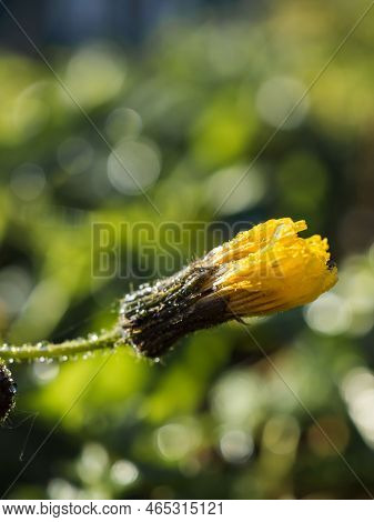 Close-up Of A Closed Bud Of A Yellow Flower Of The Hieracium Family With Spider Webs And Dew On The 