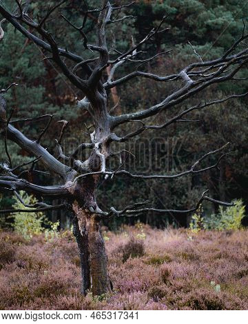 Old Dead Trees At The Noorderheide, Elspeet, The Netherlands.