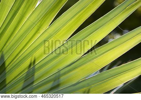 Sabal Palm Green Leaf Detail In The Summer