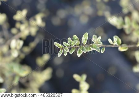 Variegated Honeysuckle Branch With Leaves In The Autumn