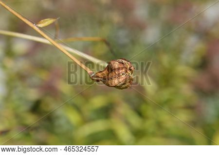 Henrys Lily Seed Pod In The Autumn