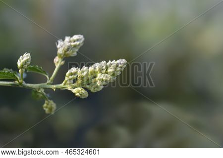 Creeping Blue Blossom Flower Buds In The Spring