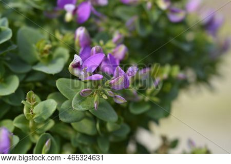 Myrtle-leaf Milkwort Pink Flowers In The Garden