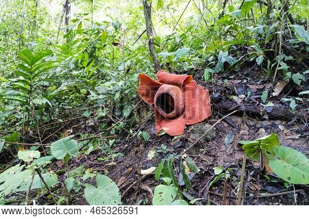Rafflesia Is A Genus Of Parasitic Flowering Plants In The Family Rafflesiaceae. It Is The Largest Fl
