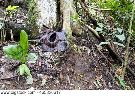 Wilted Rafflesia Flower That Turned Black After Blooming For One Week. It Is The Largest Flowers In 