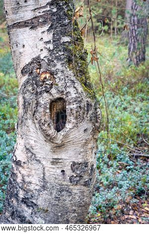 Old Tree Trunk With A Big Hole. Noorderheide, Elspeet, The Netherlands.