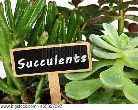 Wooden Plant Sign With The Word Succulents Between Potted Succulent Plants, Echeveria And Gollum Jad