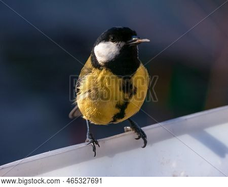 Titmouse Close-up On The Feeder. Bird In Natural Habitat. Bright Feathers. Winter Animals.