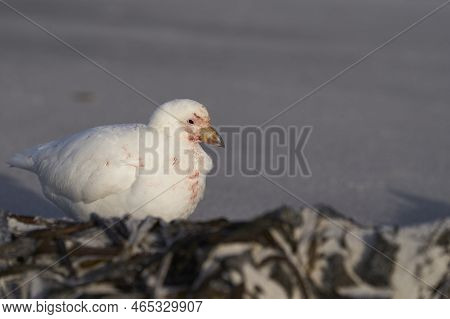 Pale-faced Sheathbill (chionis Albus) On The Coast Of Sea Lion Island In The Falkland Islands.