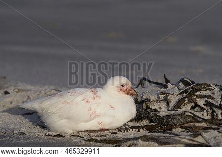 Pale-faced Sheathbill (chionis Albus) On The Coast Of Sea Lion Island In The Falkland Islands.