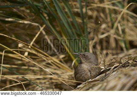 Cobb's Wren (troglodytes Cobbi) On Tussock Grass On The Coast Of Sea Lion Island In The Falkland Isl