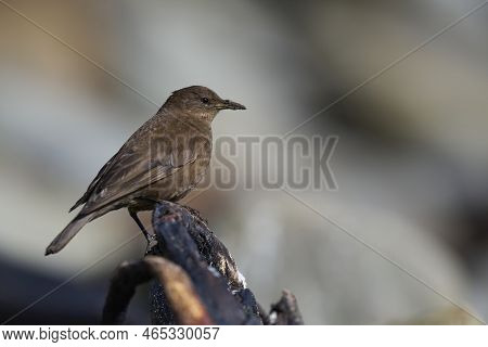 Tussacbird (cinclodes Antarcticus Antarcticus) Standing On Strand Of Kelp On Sea Lion Island In The 