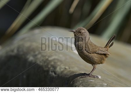 Cobb\'s Wren (troglodytes Cobbi) On A Lichen Covered Piece Of Wood On The Coast Of Sea Lion Island I