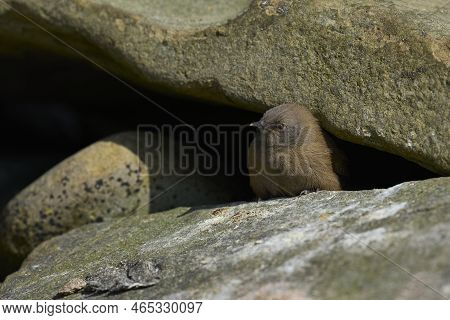 Young Cobb's Wren (troglodytes Cobbi) Peering Out From A Boulder On The Coast Of Sea Lion Island In 