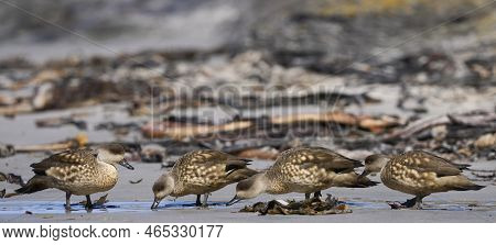 Crested Duck (lophonetta Specularioides Specularioides) Drinking From A Pool Of Water On A Beach On 