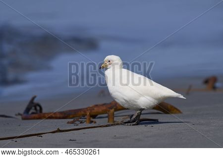 Pale-faced Sheathbill (chionis Albus) On The Coast Of Sea Lion Island In The Falkland Islands.